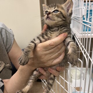 三兄弟のキジトラの男の子♡