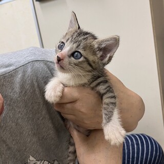 三兄弟のキジシロの男の子♡