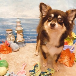 「可愛いお写真【8月】」サムネイル1