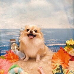 「可愛いお写真【8月】」サムネイル2