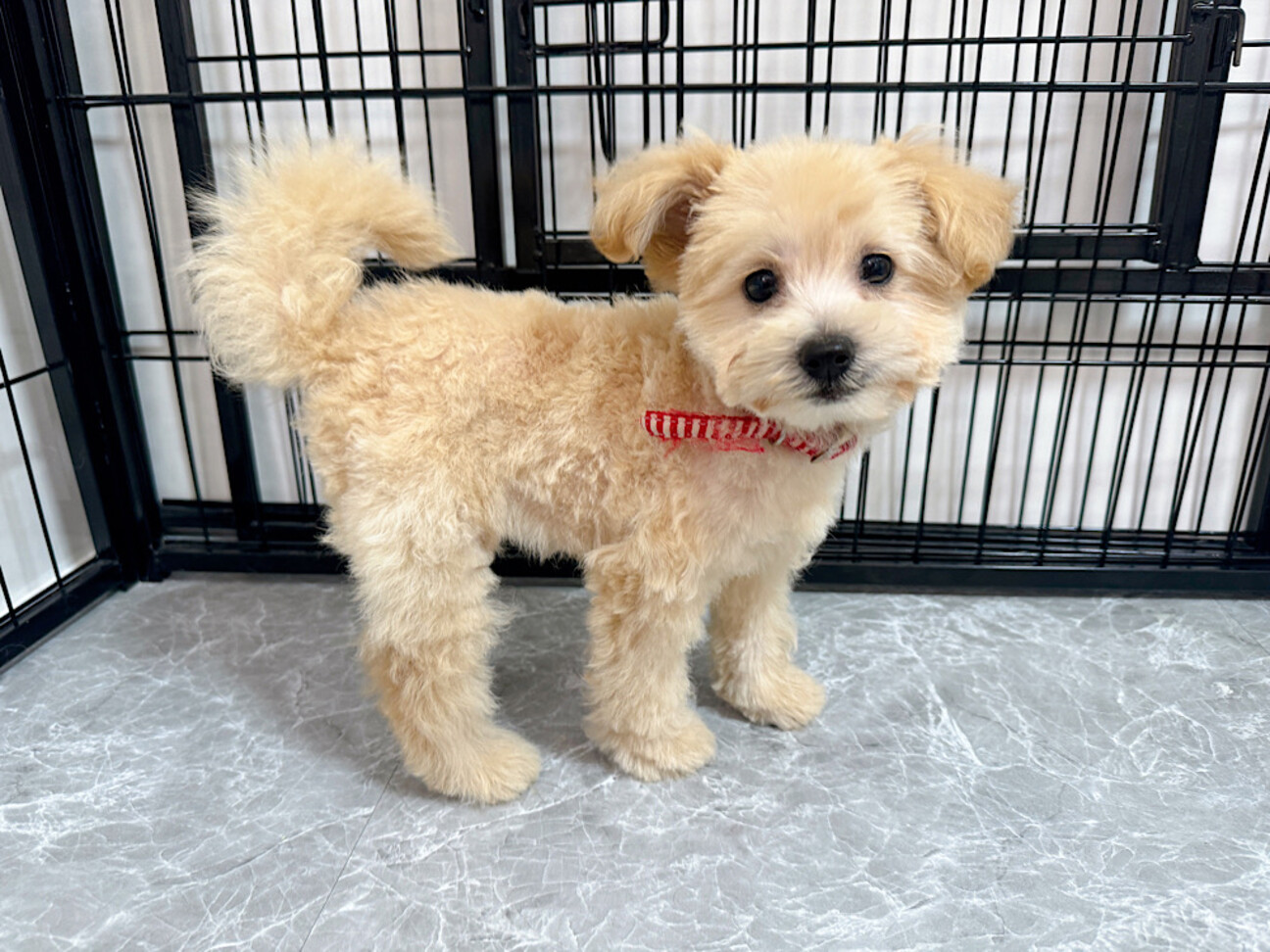 マルプー子犬♀｜埼玉県 ...」埼玉県 - 犬の里親募集(497581) 1枚目の 