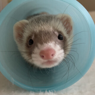 フェレットベビー！里親さん探してます