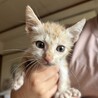 仔猫2匹 里親募集中！よろしくお願い致します！ サムネイル5