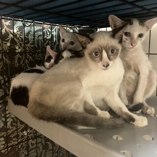 過酷な環境にいた仲間思いのシャム猫の男の子です