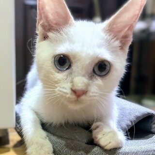 お話上手　チャミちゃん