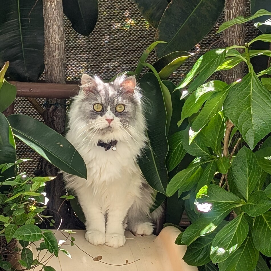 マユのカバー写真