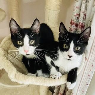 ハチワレ界のプリンス兄弟