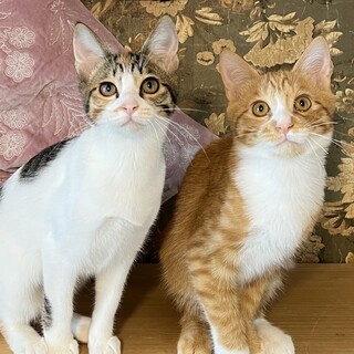 【1/26芝浦】ヤンチャっ子と控えめさんのペア