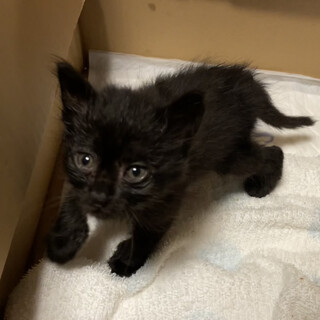 8月17日に保護。親とはぐれた子猫です