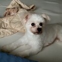 ポメラニアン＋マルチーズのミックス