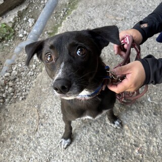 お利口さんのネギちゃん