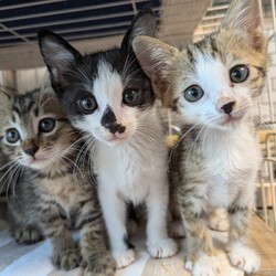 in江南市☆子猫たくさん！保護猫をオウチに迎えよう☆2024年8月25日（日）～ちーむ にゃいんず