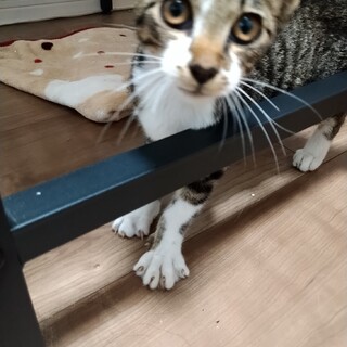 子猫の里親募集