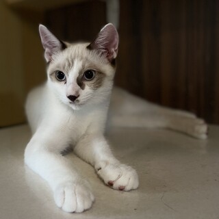 パリの雰囲気ただよう男の子　パリ君