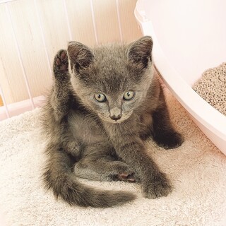 チャコールグレーの上品な毛並み！わんぱくな男の子