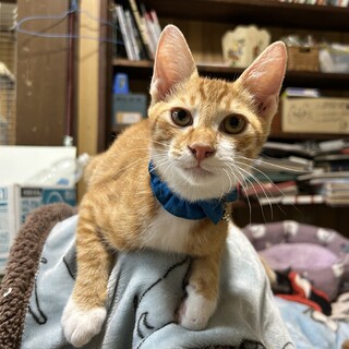 人も猫も好きな穏やかで優しい海くん