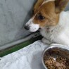 幼さの残る茶白の可愛いタルトちゃん サムネイル4