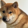 飼い主探しています！！優し方ちゃんと可愛がってくれる方募集してます。よろしくお願いします！