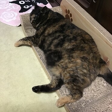 今日は久しぶりの雨、トムキャットちゃん家もふってるかなぁ？お父さん、お大事に！
