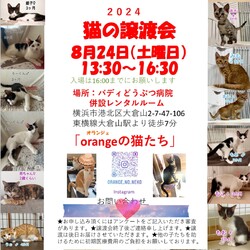 猫の譲渡会『orangeの猫たち』大倉山