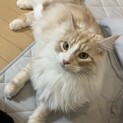 純血種 メインクーン雄7.0kg 1歳10ヶ月