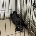 仮名:ぽんちゃん