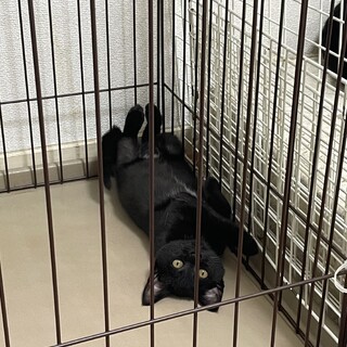 仮名:ぽんちゃん