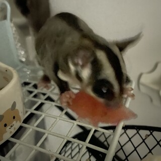 モモンガ　メス