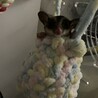 モモンガ　メス サムネイル2