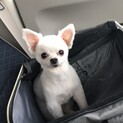 オス、12才のチワワです。