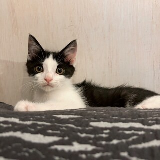 無邪気でかわいすぎる♡はちまきくん