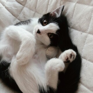 抱っこ大好き♡見つめていいかな♡デコちゃん