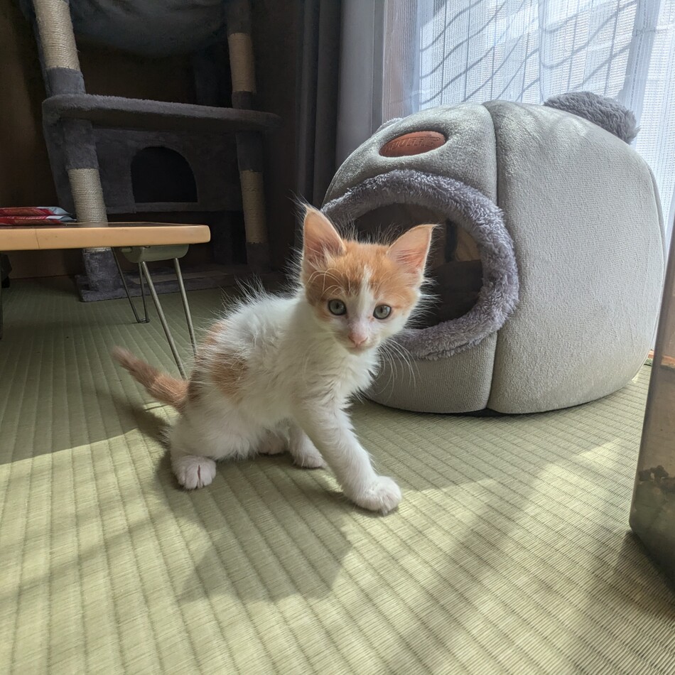 くぅのカバー写真