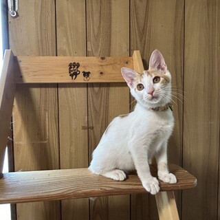 人も猫も大好きな甘えん坊に可愛い子