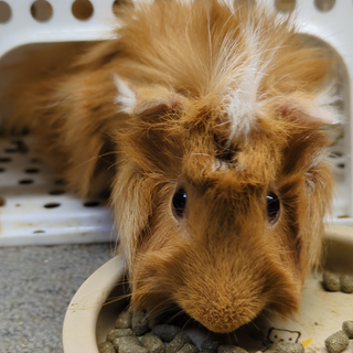 モルモット２匹