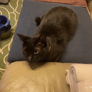 この子にたっぷりの愛情を！お膝大好き黒猫さん