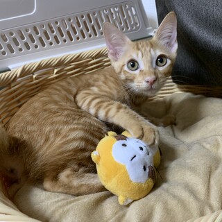⑧むぎちゃ　茶トラ　オス　人にも猫にも甘えん坊