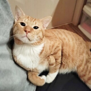 人が大好き!!超甘えん坊のおっきな男の子☆