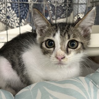 里親決定☆ラッシー君2ヶ月