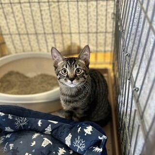 トライアル決定！タレ目のやんちゃゴロゴロな男の子