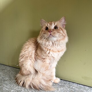 おっとりとした性格の男の子