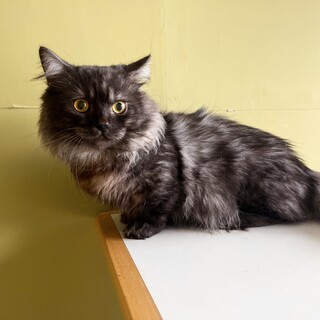 活発で元気な短足の男の子です！