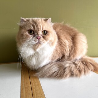 フワッとした毛並みが特徴の【モンブラン】