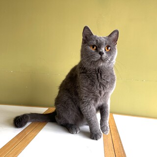 とっても人懐っこい性格の【マロンちゃん】