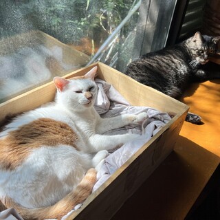 【急募！】背中にハート柄のある14歳女の子