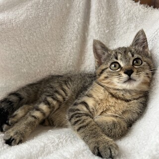 お顔大きめドラえもん体型、甘えん坊女の子