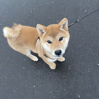 柴犬雄（去勢済み）里親募集