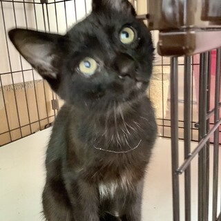 甘えん坊　黒ねこブラザーズアワ君のお家探し