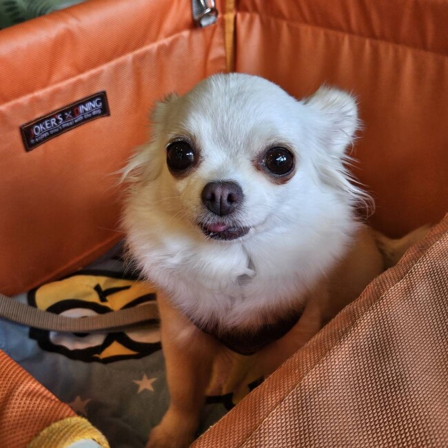 にこるんりんのカバー写真