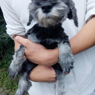 ミニチュアシュナウザー　女の子♀　3ヶ月